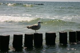 IMG_5586.JPG